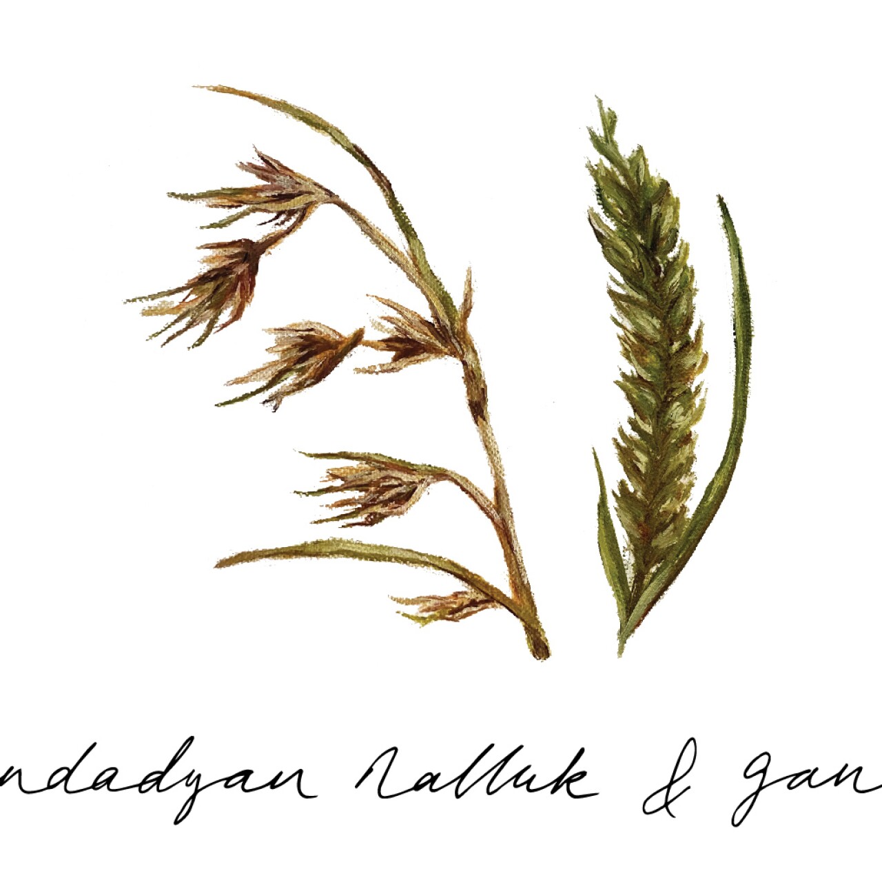 Bad Taste: Will native grains be key to saving Australia’s water?