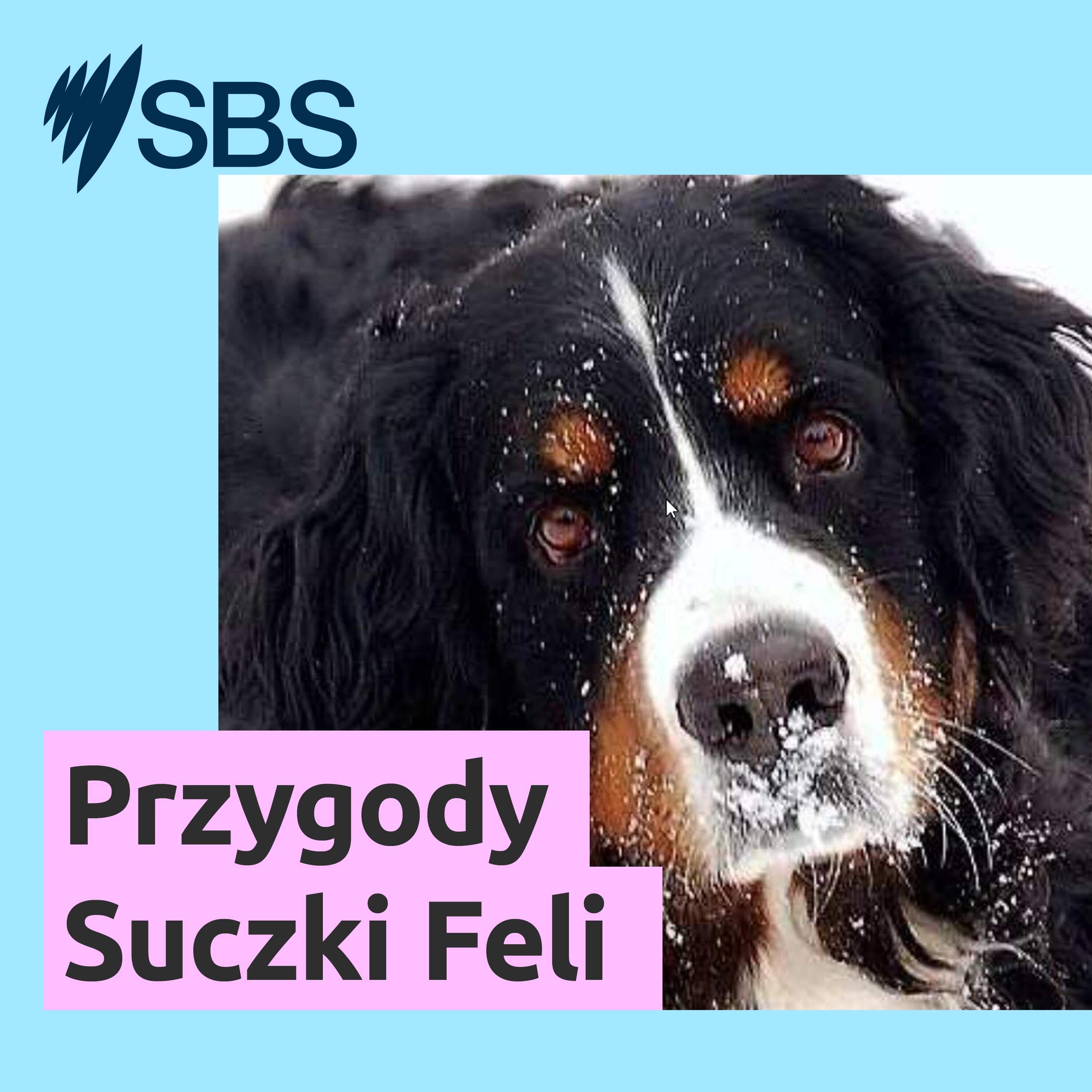 Adventures of Fela the Dog - Przygody Suczki Feli