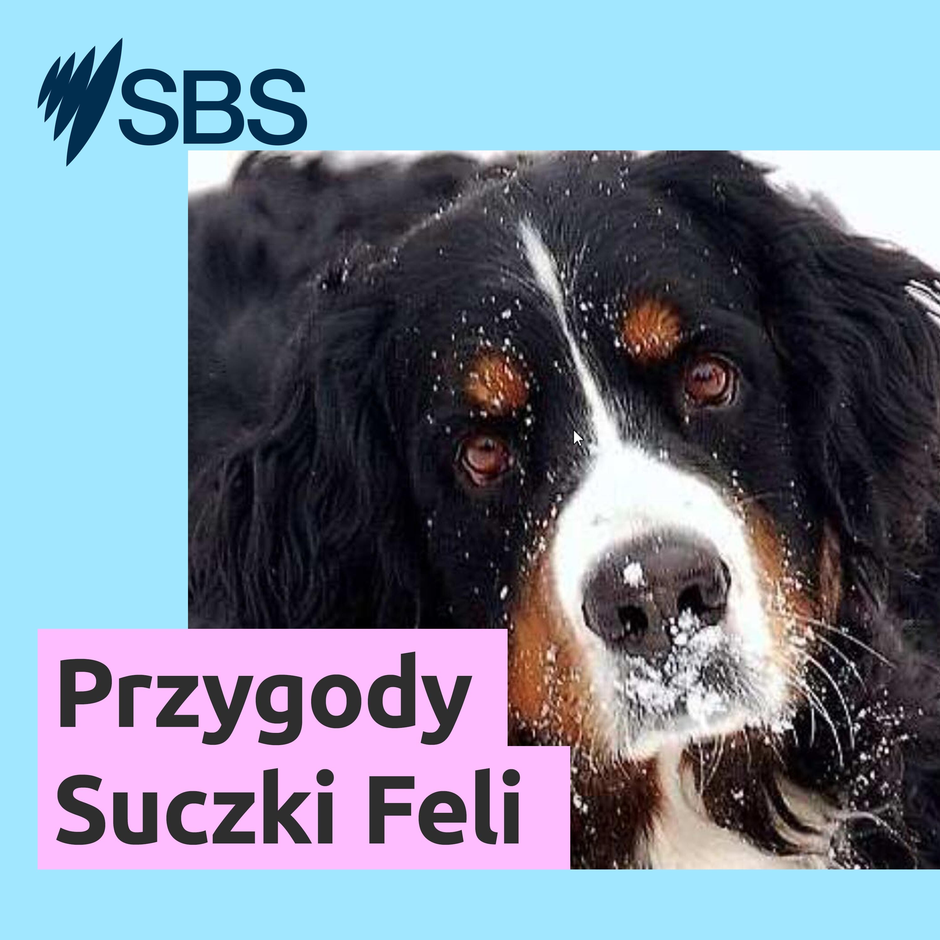 Przygody Suczki Feli