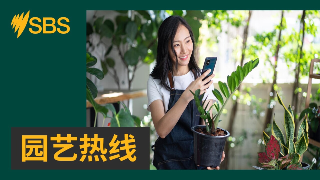 【园艺热线】茄子高产的秘密（十一）：病虫害的防治