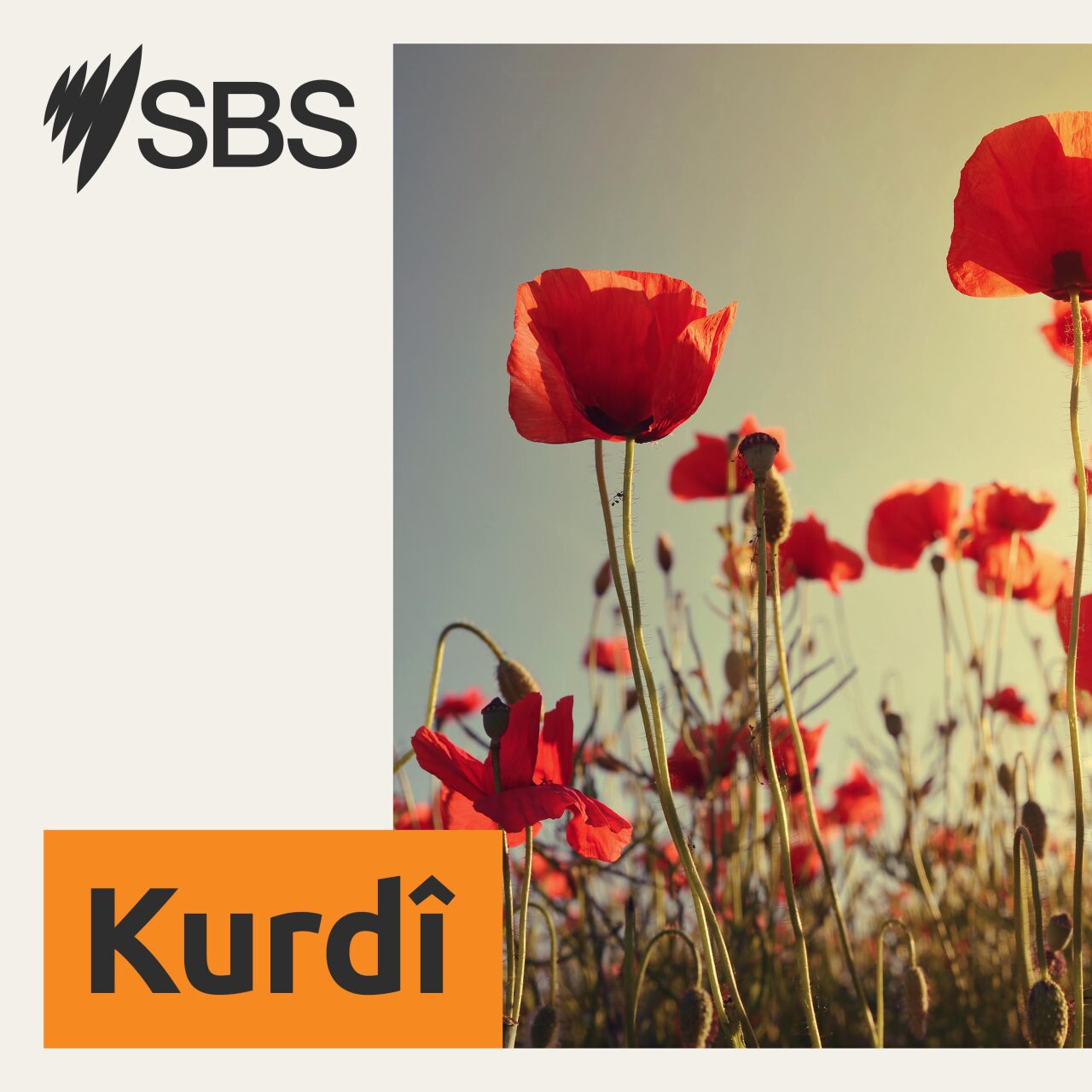 Contemporary Kurdish prose - Xwendineke ji pexşana kurdî ya nûjen episode artwork