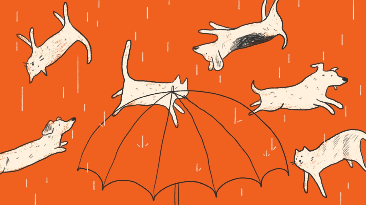 It's Raining Cats and Dogs